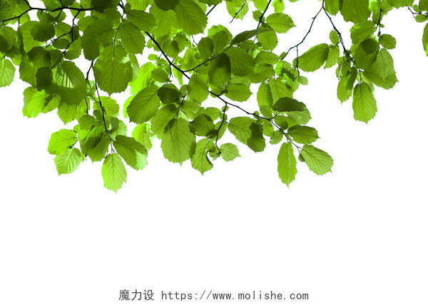 白底树枝绿叶藤曼植物